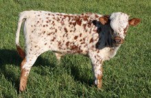 unnamed bull