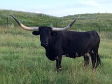 HUNT'S RODEO HUCKSTRESS